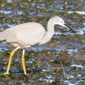Egretta novaehollandiae at Lytton, QLD - 12 Sep 2023 04:23 PM