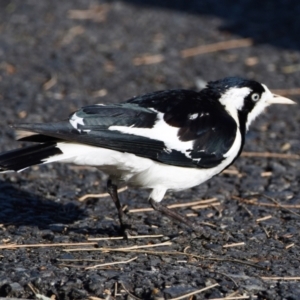 Grallina cyanoleuca at Wynnum, QLD - 12 Sep 2023