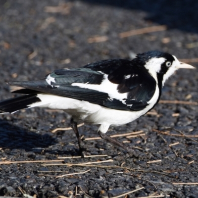 Grallina cyanoleuca (Magpie-lark) at Wynnum, QLD - 12 Sep 2023 by PJH123