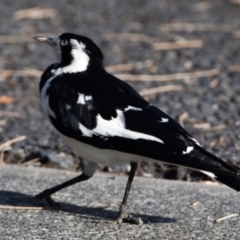 Grallina cyanoleuca at Wynnum, QLD - 12 Sep 2023