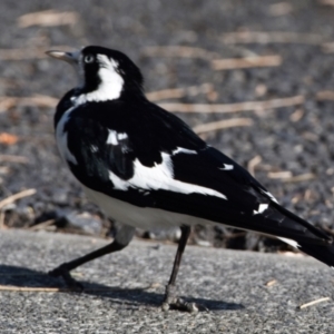 Grallina cyanoleuca at Wynnum, QLD - 12 Sep 2023