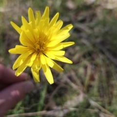 Microseris walteri (Yam Daisy, Murnong) at Hall, ACT - 19 Sep 2023 by BethanyDunne