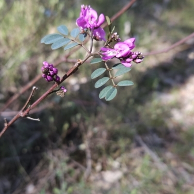 Indigofera australis subsp. australis (Australian Indigo) at Hall, ACT - 19 Sep 2023 by BethanyDunne