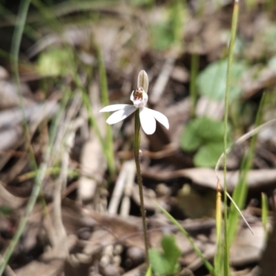 Caladenia fuscata (Dusky Fingers) at Hall, ACT - 19 Sep 2023 by BethanyDunne