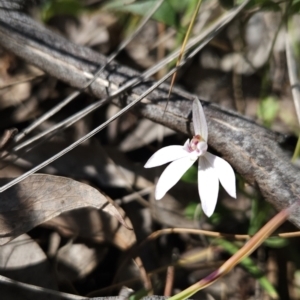 Caladenia fuscata at Hall, ACT - 19 Sep 2023