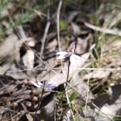Caladenia fuscata (Dusky Fingers) at Hall, ACT - 19 Sep 2023 by BethanyDunne