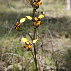 Diuris pardina (Leopard Doubletail) at Hall, ACT - 19 Sep 2023 by BethanyDunne