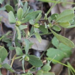 Hibbertia obtusifolia (Grey Guinea-flower) at Hall, ACT - 19 Sep 2023 by BethanyDunne