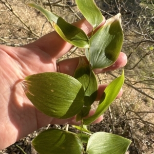 Eustrephus latifolius at Kangaroo Valley, NSW - 19 Sep 2023