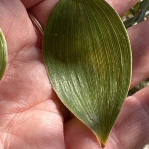 Eustrephus latifolius at Kangaroo Valley, NSW - 19 Sep 2023