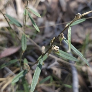 Hovea heterophylla at Hall, ACT - 19 Sep 2023 11:51 AM