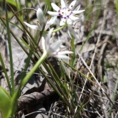 Wurmbea dioica subsp. dioica (Early Nancy) at Hall, ACT - 19 Sep 2023 by BethanyDunne