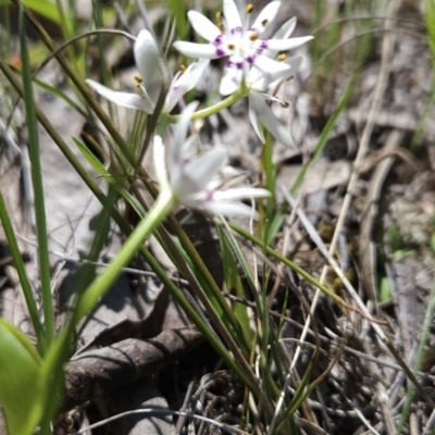 Wurmbea dioica subsp. dioica (Early Nancy) at Hall, ACT - 19 Sep 2023 by BethanyDunne