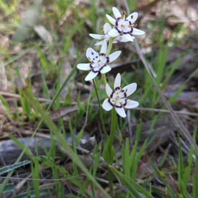 Wurmbea dioica subsp. dioica (Early Nancy) at Hall, ACT - 19 Sep 2023 by BethanyDunne