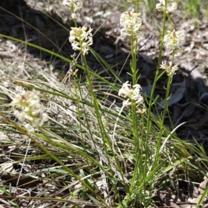 Stackhousia monogyna at Hall, ACT - 19 Sep 2023