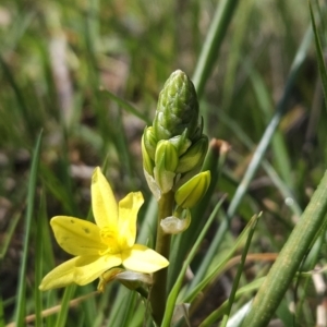 Bulbine bulbosa at Hall, ACT - 19 Sep 2023