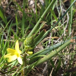 Bulbine bulbosa at Hall, ACT - 19 Sep 2023