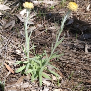 Coronidium scorpioides at Hall, ACT - 19 Sep 2023