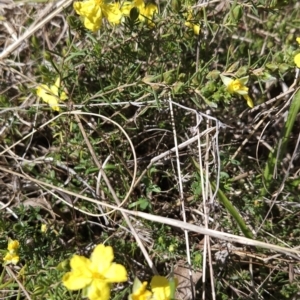 Hibbertia calycina at Hall, ACT - 19 Sep 2023 10:54 AM