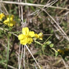 Hibbertia calycina at Hall, ACT - 19 Sep 2023 10:54 AM