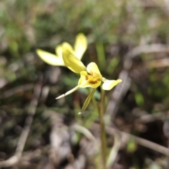 Diuris chryseopsis (Golden Moth) at Hall, ACT - 19 Sep 2023 by BethanyDunne