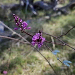 Indigofera australis subsp. australis at Hall, ACT - 19 Sep 2023 10:58 AM