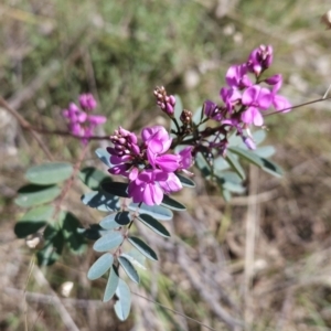 Indigofera australis subsp. australis at Hall, ACT - 19 Sep 2023