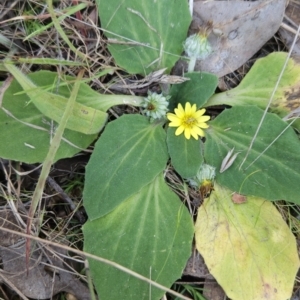 Cymbonotus sp. (preissianus or lawsonianus) at Hall, ACT - 19 Sep 2023