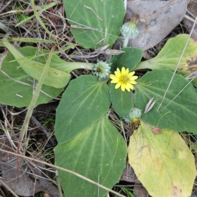 Cymbonotus sp. (preissianus or lawsonianus) (Bears Ears) at Hall, ACT - 19 Sep 2023 by BethanyDunne