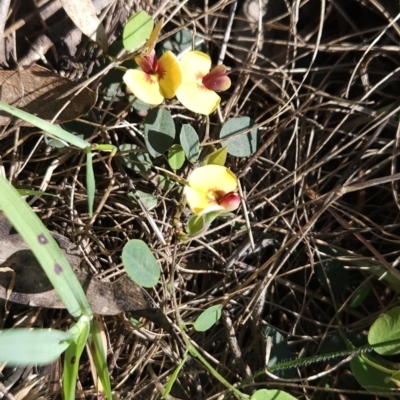 Bossiaea prostrata (Creeping Bossiaea) at Hall, ACT - 19 Sep 2023 by BethanyDunne