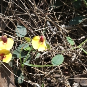 Bossiaea prostrata at Hall, ACT - 19 Sep 2023