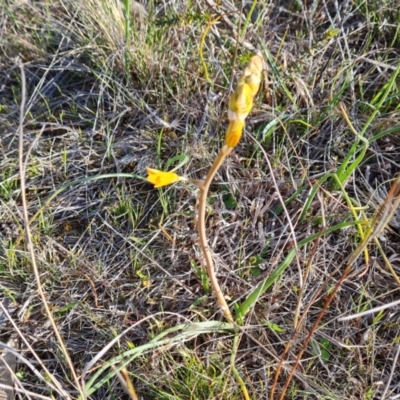 Bulbine bulbosa (Golden Lily) at Wanniassa Hill - 19 Sep 2023 by Mike