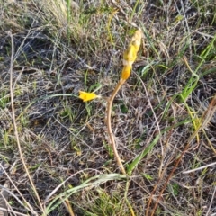 Bulbine bulbosa (Golden Lily) at Tuggeranong, ACT - 19 Sep 2023 by Mike