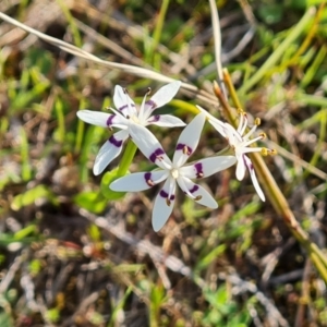 Wurmbea dioica subsp. dioica at Tuggeranong, ACT - 19 Sep 2023 03:43 PM