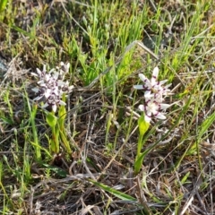 Wurmbea dioica subsp. dioica at Tuggeranong, ACT - 19 Sep 2023 03:43 PM