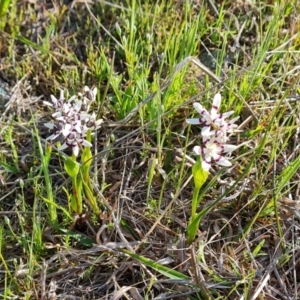 Wurmbea dioica subsp. dioica at Tuggeranong, ACT - 19 Sep 2023