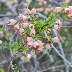 Cryptandra sp. Floriferous (W.R.Barker 4131) W.R.Barker at Wanniassa Hill - 19 Sep 2023 by Mike