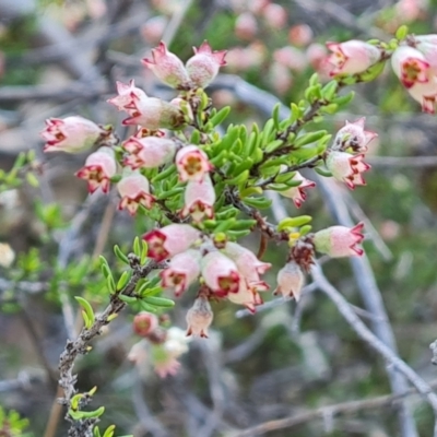 Cryptandra sp. Floriferous (W.R.Barker 4131) W.R.Barker at Tuggeranong, ACT - 19 Sep 2023 by Mike