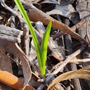 Diuris sp. at Tuggeranong, ACT - suppressed