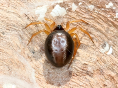 Euryopis umbilicata (Striped tick spider) at Majura, ACT - 13 Sep 2023 by jb2602