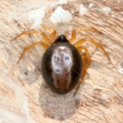 Euryopis umbilicata (Striped tick spider) at Majura, ACT - 13 Sep 2023 by jb2602