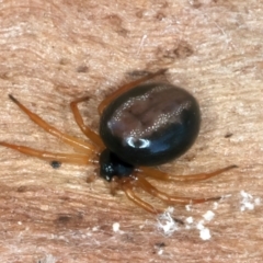 Euryopis umbilicata at Majura, ACT - 13 Sep 2023