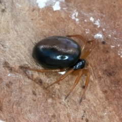 Euryopis umbilicata at Majura, ACT - 13 Sep 2023