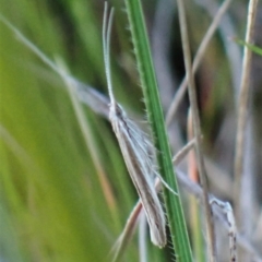 Plutella (genus) (Plutella Moths) at Belconnen, ACT - 17 Sep 2023 by CathB