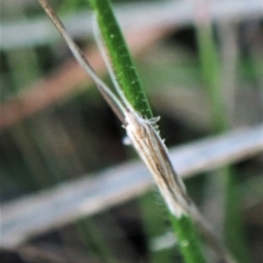 Plutella (genus) at Belconnen, ACT - 17 Sep 2023