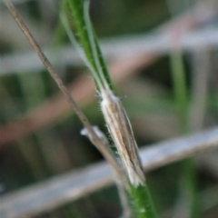 Plutella (genus) at Belconnen, ACT - 17 Sep 2023