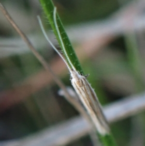 Plutella (genus) at Belconnen, ACT - 17 Sep 2023