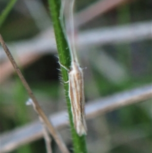 Plutella (genus) at Belconnen, ACT - 17 Sep 2023