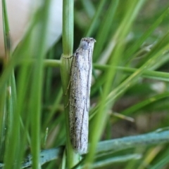 Meyrickiella homosema at Belconnen, ACT - 19 Sep 2023