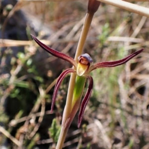 Lyperanthus suaveolens at Belconnen, ACT - 19 Sep 2023